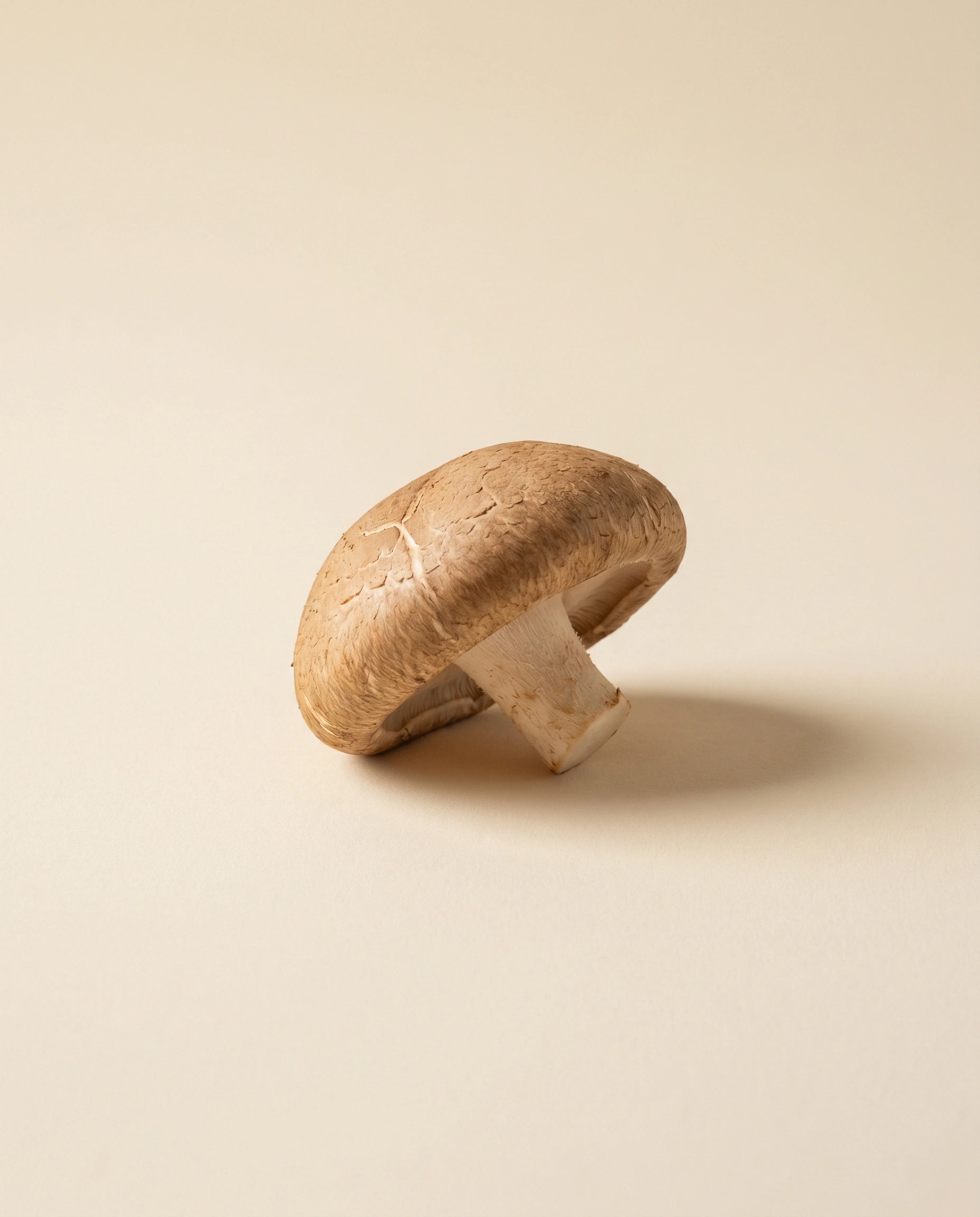 Shiitake