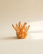 Cordyceps