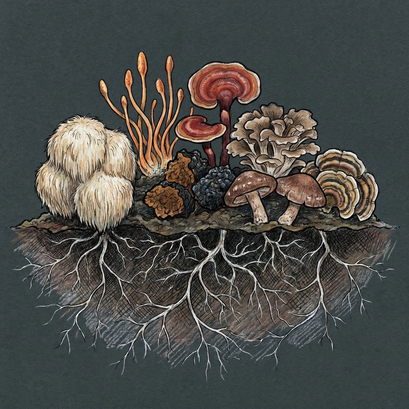 Most mushroom drops won't tell you the dose. Ours is on the label.