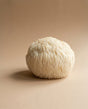 Lion's Mane