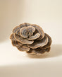 Turkey Tail